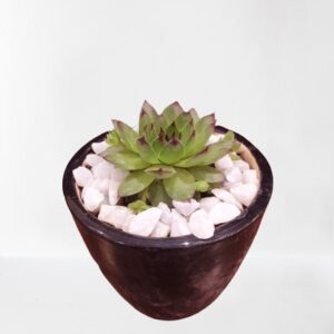 Laxmi Kamal – Succulent Plant with Ceramic Pot