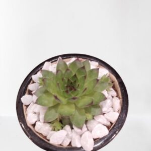 Laxmi Kamal – Succulent Plant with Ceramic Pot