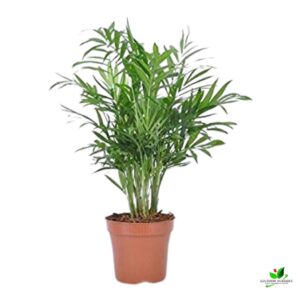 Chamaedorea Palm, Parlor Palm / Table Palm Plant – With Pot