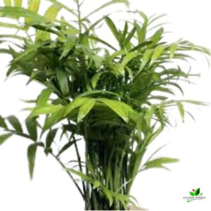 Chamaedorea Palm, Parlor Palm / Table Palm Plant – With Ceramic Pot