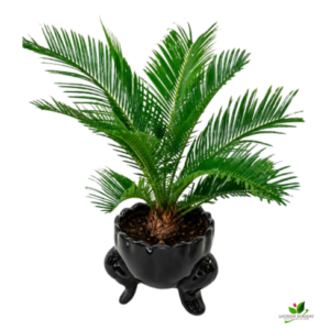 Cycas  Revoluta, King Sagoo Palm Plant – With Ceramic Pot