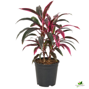 Dracaena Mahatma, Cordyline Terminalis Mahatma/Ti Plant – With Pot