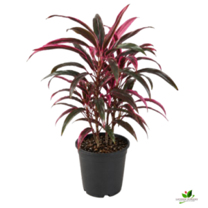 Dracaena Mahatma, Cordyline Terminalis Mahatma/Ti Plant – With Pot