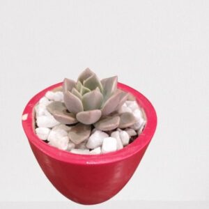 Vishnu Kamal – Succulent Plant with Ceramic Pot