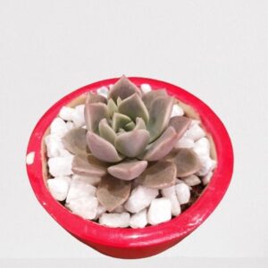 Vishnu Kamal – Succulent Plant with Ceramic Pot