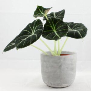 Alocasia Plant – With Pot