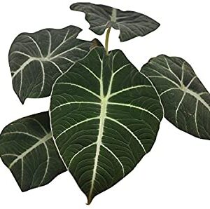 Alocasia Plant – With Pot