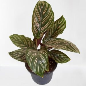 Calathea ornata (Pink stripes) Plant – With Pot