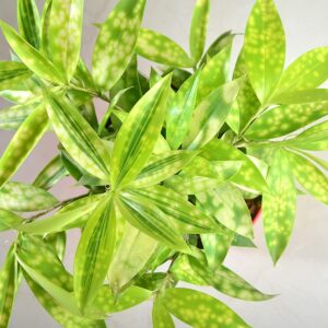 Dracaena Golden Milky Plant – With Pot