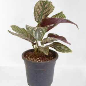 Calathea ornata (Pink stripes) Plant – With Pot