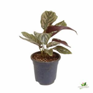Calathea ornata Sanderiana (Pink stripes) Plant – With Pot