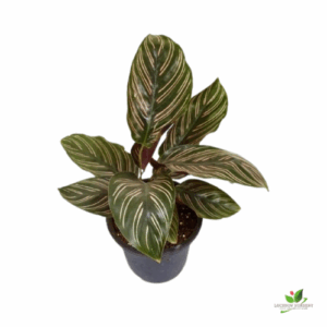 Calathea ornata Sanderiana (Pink stripes) Plant – With Pot