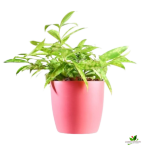 Dracaena Golden Milky Plant – With Pot