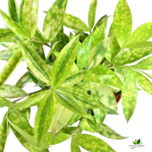 Dracaena Golden Milky Plant – With Pot