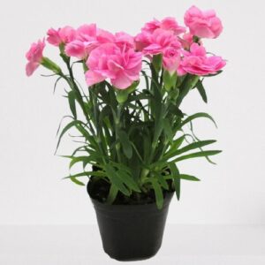 Carnation Pink Plant – With Pot