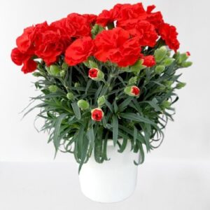 Carnation Red Plant – With Pot