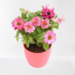 Pink Zinnia Plant – With Pot