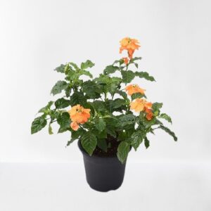 Abuli, Firecracker Flower Plant – With Pot