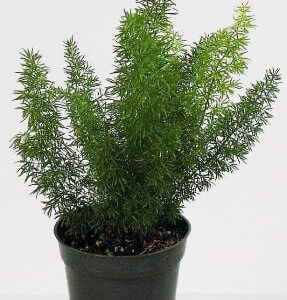 Asparagus Densiflorus Plant – With Pot