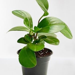 Peperomia obtusifolia, Pepper Face, Baby Rubber plant – With Pot