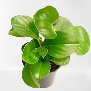 Peperomia obtusifolia, Pepper Face, Baby Rubber plant – With Pot