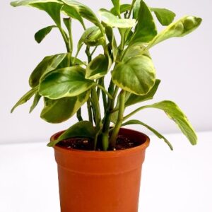 Peperomia obtusifolia, Pepper Face, Baby Rubber(Variegated) Plant – With Pot