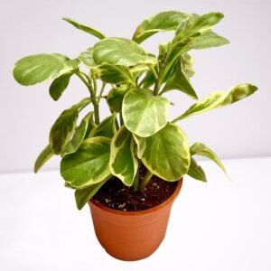 Peperomia obtusifolia, Pepper Face, Baby Rubber(Variegated) Plant – With Pot