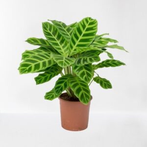 Calathea Zebrina / Maranta Plant – With Pot