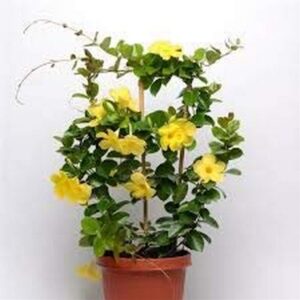 Mandevilla (Yellow) Climber Plant – With Pot