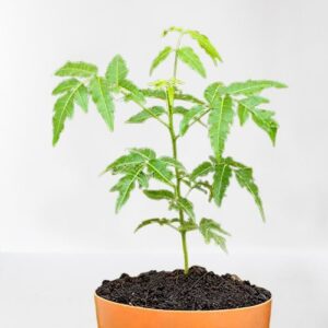 Neem Tree, Azadirachta Indica Plant – With Pot