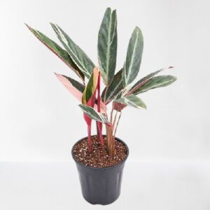 Stromanthe Triostar/Calathea Triostar Plant – With Pot