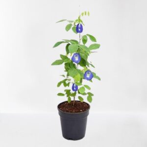 Aprajita, Clitoria Ternatea, Gokarna (Blue) Plant – With Pot