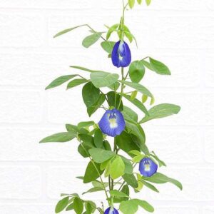 Aprajita, Clitoria Ternatea, Gokarna (Blue) Plant – With Pot