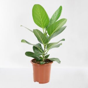 Banyan Tree, Bargad, Ficus Benghalensis Plant – With Pot