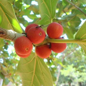 Banyan Tree, Bargad, Ficus Benghalensis Plant – With Pot