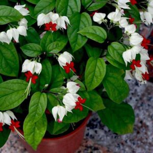 Bleeding Heart Vine, Clerodendrum thomsoniae Plant – With Pot