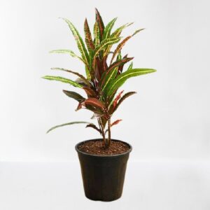 Croton Plant, Codiaeum variegatum (Captain Kidd) Plant – With Pot