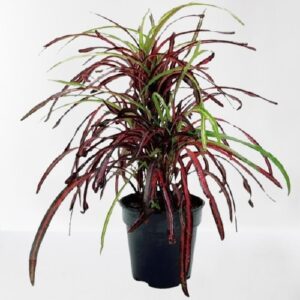 Croton Plant, Codiaeum variegatum (Zanzibar) Plant – With Pot