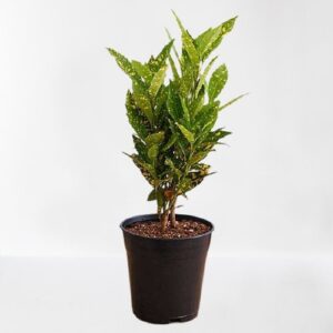 Croton Plant, Codiaeum variegatum (Gold Dust, Small Leaves) Plant – With Pot