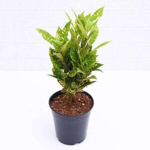 Croton Plant, Codiaeum variegatum (Gold Dust, Small Leaves) Plant – With Pot