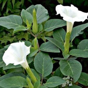 Datura, Dhatura Plant – With Pot