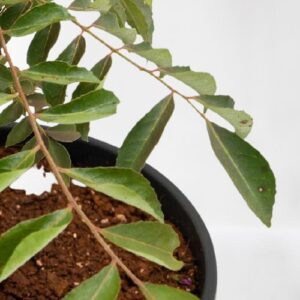 Kadi Patta, Curry Leaves, Murraya koenigii, Meetha Neem Plant – with Plastic Pot