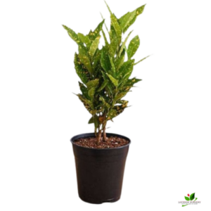 Baby Croton Plant, Codiaeum variegatum (Gold Dust, Small Leaves) Plant – With Pot