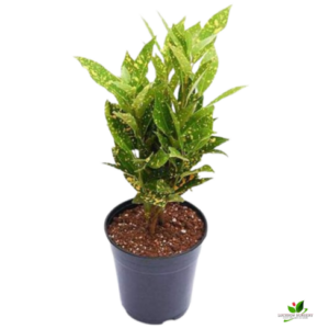 Baby Croton Plant, Codiaeum variegatum (Gold Dust, Small Leaves) Plant – With Pot