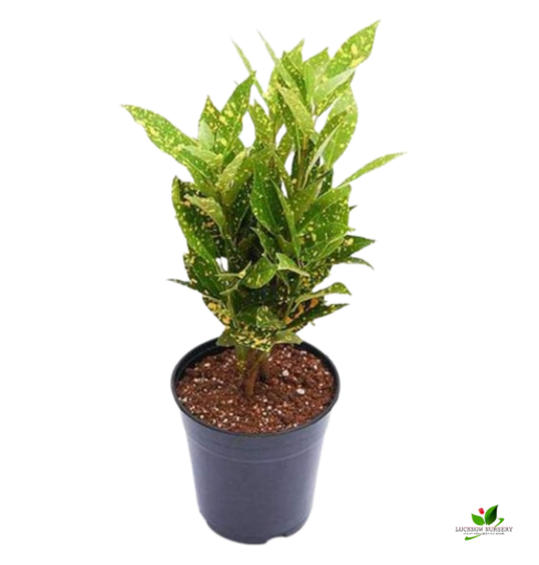 Baby Croton Plant, Codiaeum variegatum (Gold Dust, Small Leaves) Plant - With Pot - Image 2