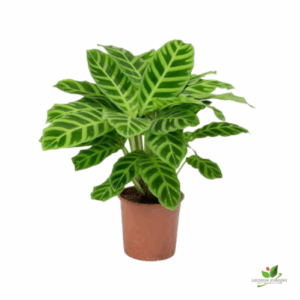 Calathea Zebrina / Maranta Plant – With Pot