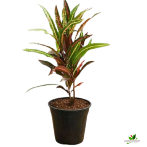 Croton Plant, Codiaeum variegatum (Captain Kidd) Plant – With Pot