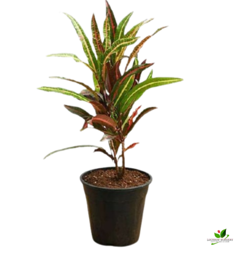 Croton Plant, Codiaeum variegatum (Captain Kidd) Plant - With Pot