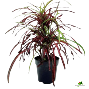 Croton Plant, Codiaeum variegatum (Zanzibar) Plant – With Pot