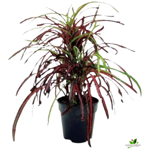 Croton Plant, Codiaeum variegatum (Zanzibar) Plant - With Pot